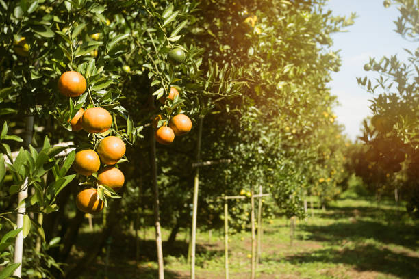 istock Orange orchard in northern Thailand 1073545204