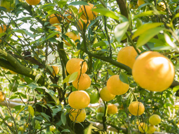 istock Orange orchard in northern Thailand 1073545490