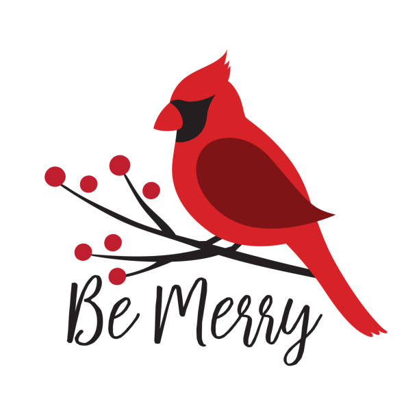 illustrazioni stock, clip art, cartoni animati e icone di tendenza di red cardinal bird su un'illustrazione vettoriale del ramo winterberry - cardinale uccello