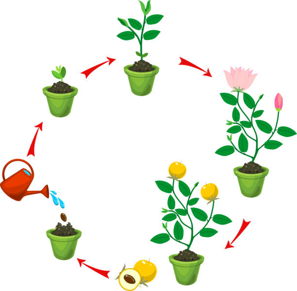 46,048 Plant Life Cycle Illustrations & Clip Art - iStock | Plant life cycle  illustration