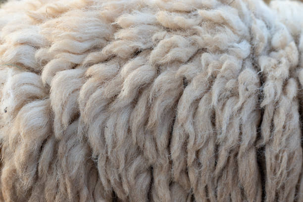 istock Close up of fur goat texture background. 1073550822
