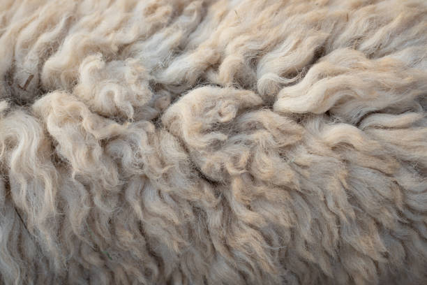 Close up white wool texture, backgrounds