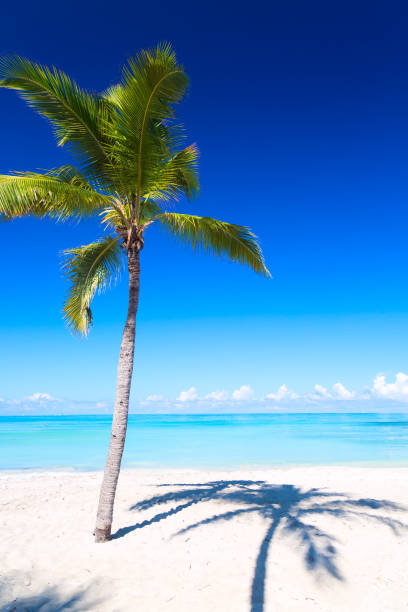 vacaciones vacaciones fondo de pantalla. playa de palma y tropical en varadero, cuba. - varadero beach fotografías e imágenes de stock