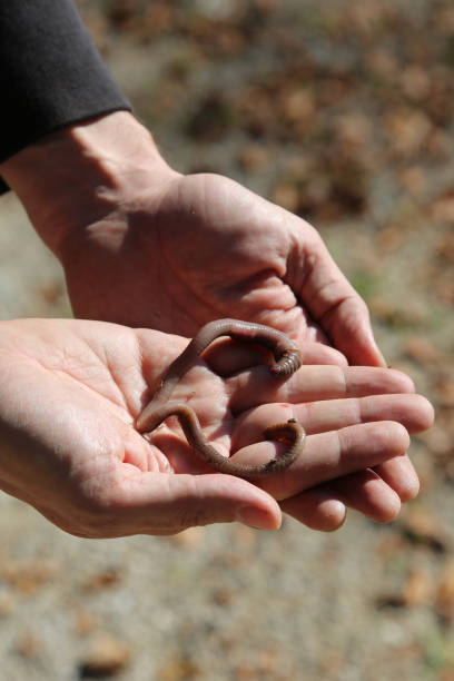 istock hands of the boy with a earthworm 1073559286