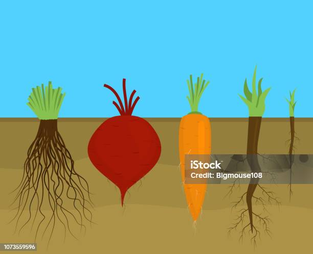 Root Pattern Cartoon Cartoon Types Root Systems Card Poster For Ad Vector Stock Illustration ...