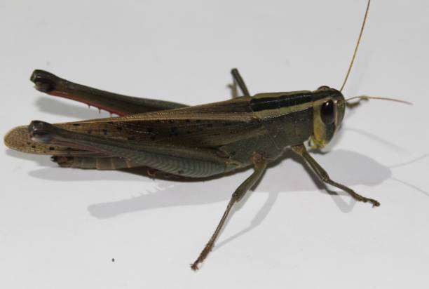 다채로운 야생 동물입니다. 거 대 한 메뚜기, tropidacris collaris, 흰색 배경 앞 - grasshopper locust giant grasshopper antler 뉴스 사진 이미지