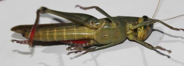 colorful wildlife. giant grasshopper, tropidacris collaris, in front of white background - grasshopper locust giant grasshopper antler imagens e fotografias de stock