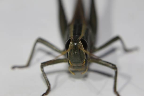 カラフルな野生動物。tropidacris 巣の構造および、白い背景の前に巨大なバッタ - grasshopper locust giant grasshopper antler ストックフォトと画像