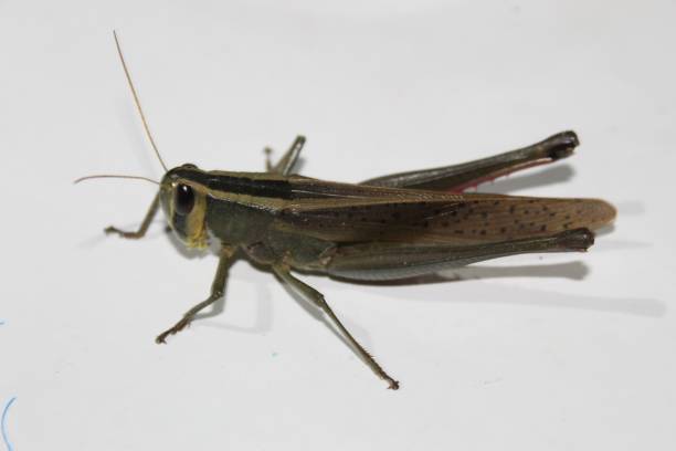 カラフルな野生動物。tropidacris 巣の構造および、白い背景の前に巨大なバッタ - grasshopper locust giant grasshopper antler ストックフォトと画像