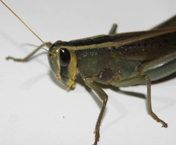 다채로운 야생 동물입니다. 거 대 한 메뚜기, tropidacris collaris, 흰색 배경 앞 - grasshopper locust giant grasshopper antler 뉴스 사진 이미지