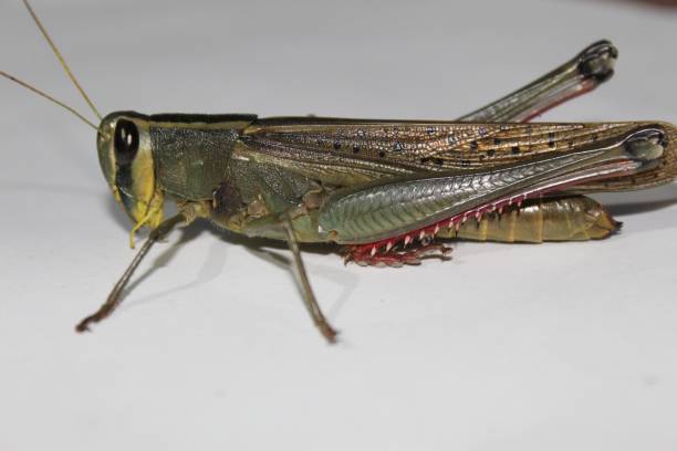 colorful wildlife. giant grasshopper, tropidacris collaris, in front of white background - grasshopper locust giant grasshopper antler imagens e fotografias de stock