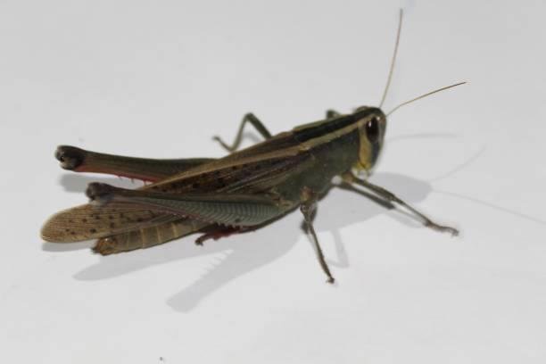 다채로운 야생 동물입니다. 거 대 한 메뚜기, tropidacris collaris, 흰색 배경 앞 - giant grasshopper 뉴스 사진 이미지