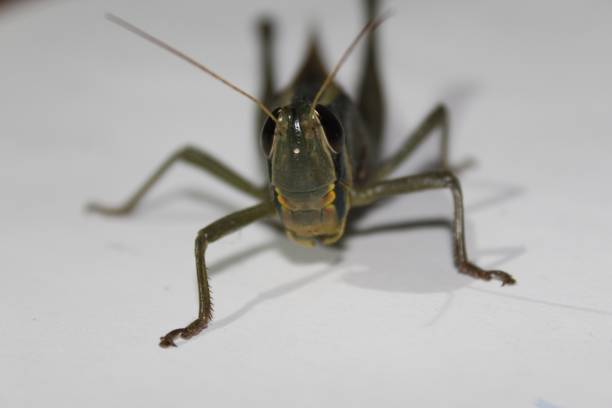 kolorowa przyroda. giant grasshopper, tropidacris collaris, przed białym tłem - giant grasshopper zdjęcia i obrazy z banku zdjęć