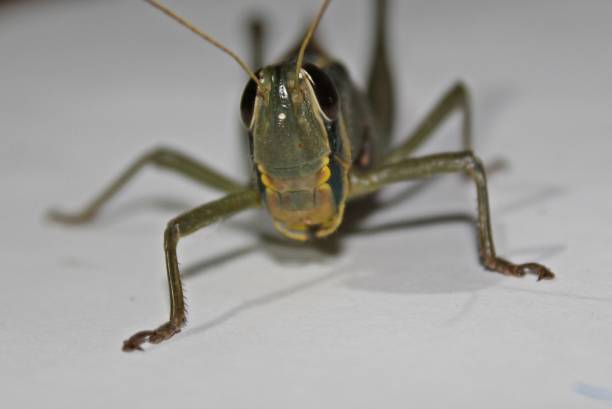 красочная дикая природа. гигантский кузнечик, tropidacris collaris, перед белым фоном - giant grasshopper стоковые фото и изображения