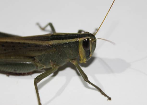kolorowa przyroda. giant grasshopper, tropidacris collaris, przed białym tłem - giant grasshopper zdjęcia i obrazy z banku zdjęć