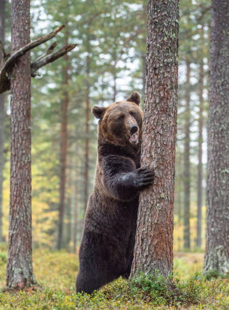 istock Brown bear standing on his hind legs in the autumn forest. 1073561048