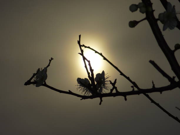 istock Sun and Silhouette VH544 1073562730