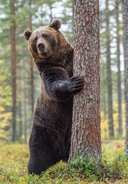 istock Brown bear standing on his hind legs in the autumn forest. 1073562828