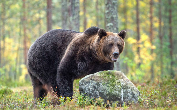 istock Brown bear in the autumn forest. 1073563810
