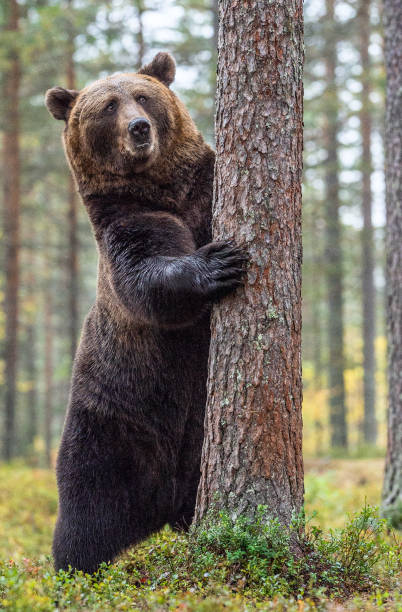 istock Brown bear standing on his hind legs in the autumn forest. 1073564784