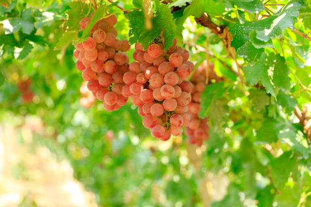 Vineyards at sunset in autumn harvest. Ripe grapes in fall