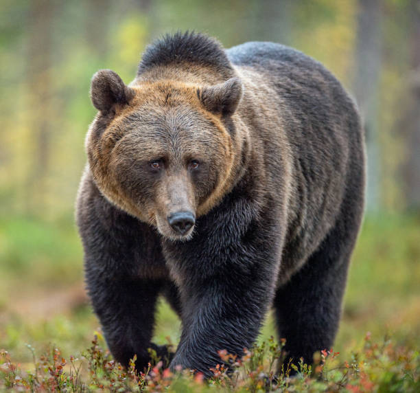 istock Brown bear in the autumn forest. Natural habitat. 1073568698