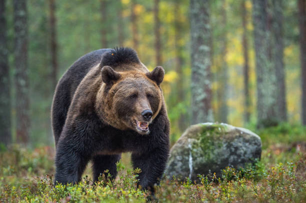 istock Brown bear in the autumn forest. Natural habitat. 1073568702