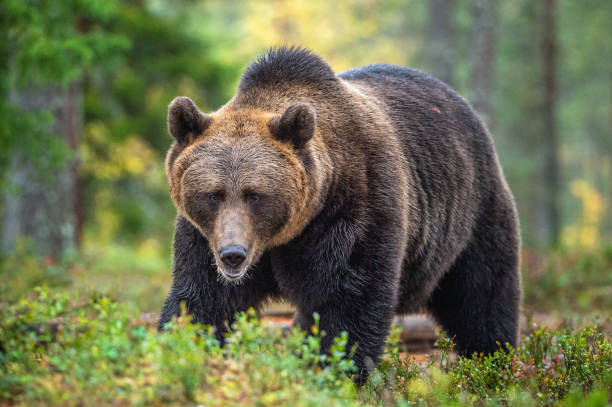 ours brun dans la forêt d’automne. leur habitat naturel. - grizzli photos et images de collection