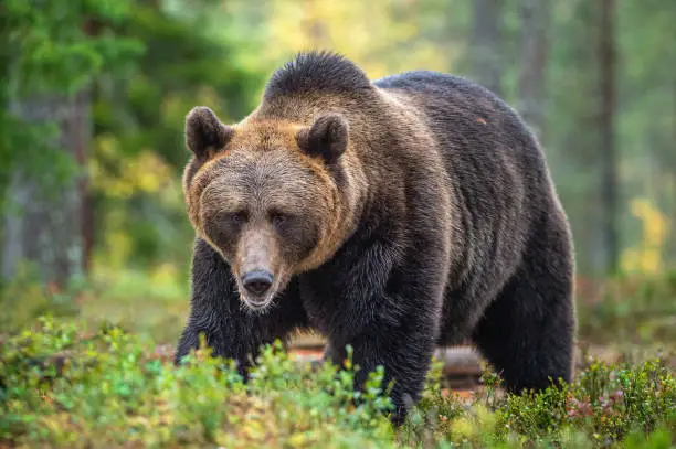 Brown bear in the autumn forest.  Scientific name: Ursus arctos. Natural habitat.