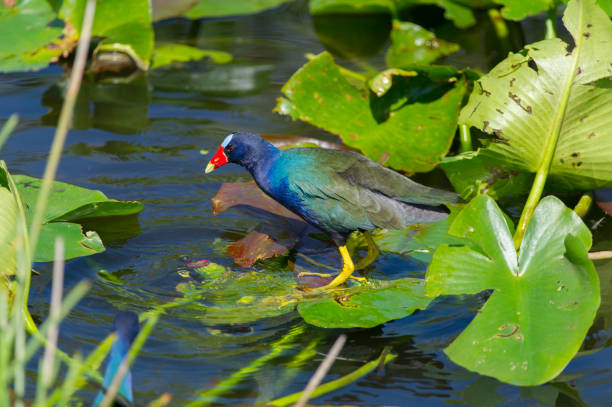 istock Purple Gallinule in Florida 1073569666