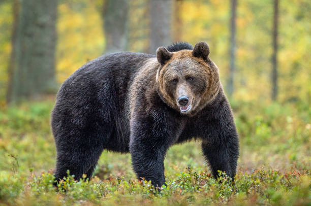 istock Brown bear in the autumn forest. Natural habitat. 1073569828