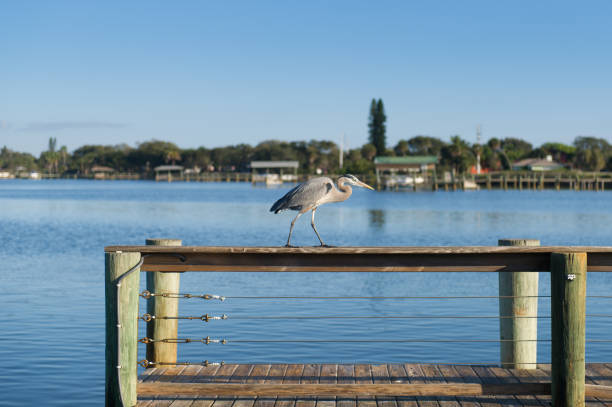 istock Great Blue Heron on wooden pier in Florida 1073569918