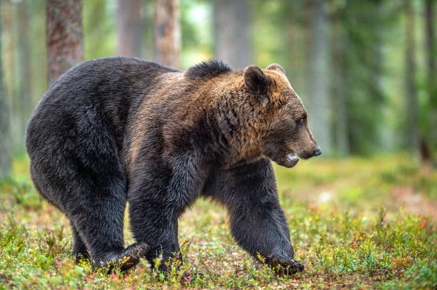 istock Brown bear in the autumn forest. Natural habitat. 1073572580