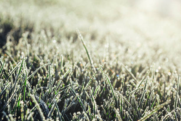 istock green grass in hoarfrost 1073574638