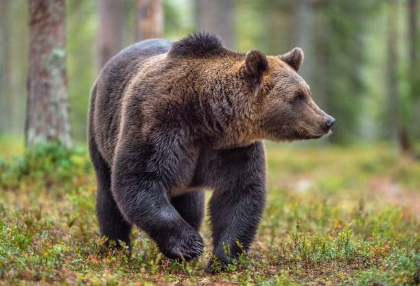 istock Brown bear in the autumn forest. Natural habitat. 1073575892