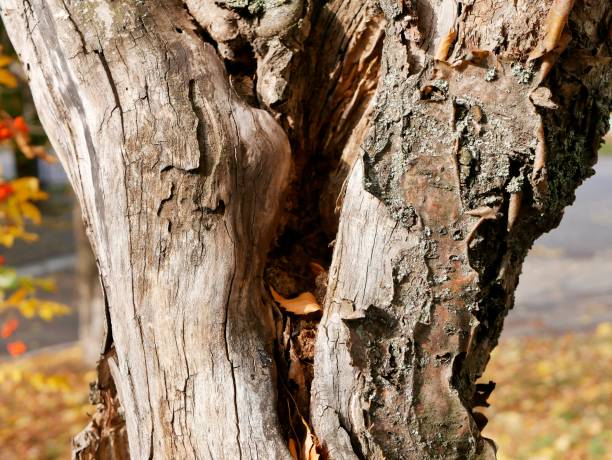 istock Rough texture of old tree bark in natural environment 1073578040