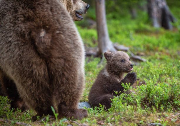 istock She-bear and cubs in the summer forest. 1073579826