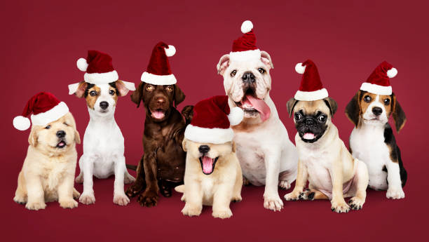 gruppo di cuccioli che indossano cappelli di natale - dog group of animals clothing animal foto e immagini stock