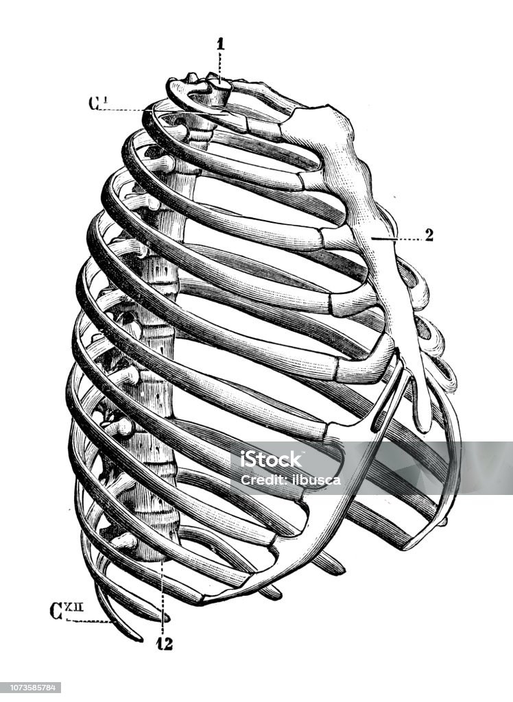 Antique illustration of human body anatomy bones: Rib cage Human Rib Cage stock illustration