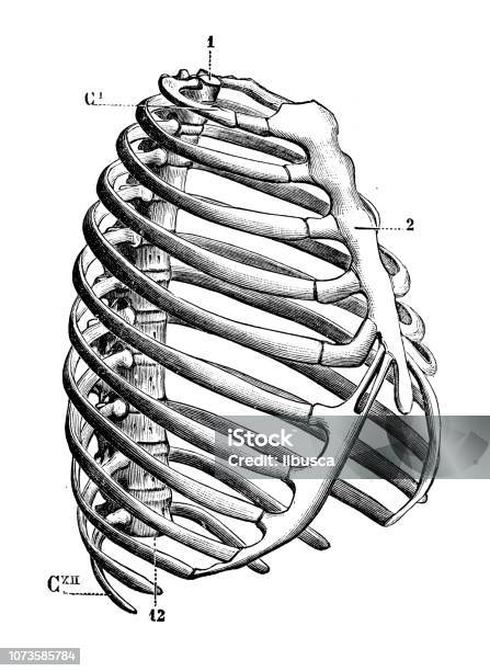 Antique Illustration Of Human Body Anatomy Bones Rib Cage Stock Illustration - Download Image Now