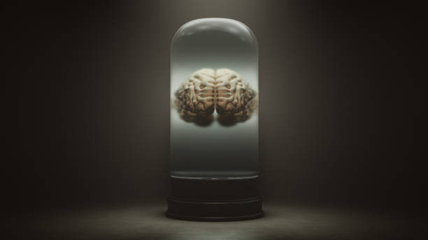 human brain floating in a liquid in a bell jar with a dark foggy background - frontal lobe imagens e fotografias de stock