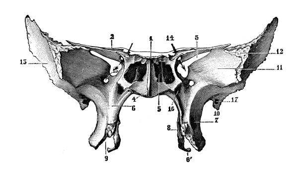 Antique illustration of human body anatomy bones, skull: Sphenoid bone Antique illustration of human body anatomy bones, skull: Sphenoid bone sphenoid bone stock illustrations