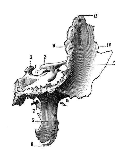 Antique illustration of human body anatomy bones, skull: Sphenoid bone Antique illustration of human body anatomy bones, skull: Sphenoid bone sphenoid bone stock illustrations