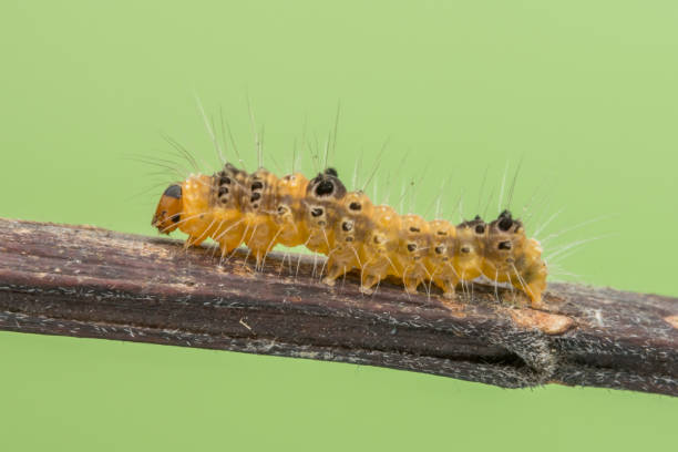 istock marco photography-yellow caterpillars 1073589108