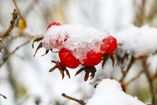 wild rose in  snow.\nRed rosehip berries covered with snow and ice on  frosty winter morning.