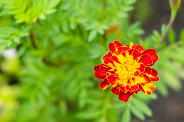 istock Red flower stamen yellow on green leaf background 1073590136