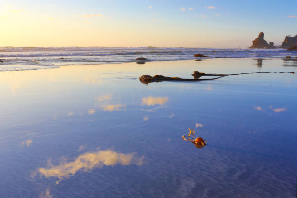 Sky Reflection at Shi Shi Beach, Olympic National Park, Washington