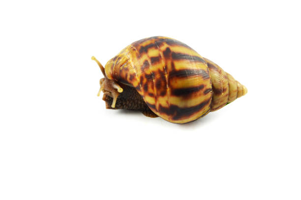 istock the garden snail striped isolated on white background 1073591938