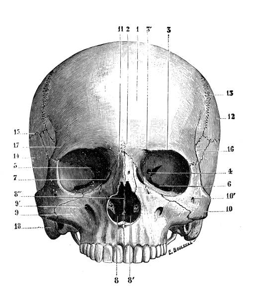 istock Antique illustration of human body anatomy bones: Skull 1073592362