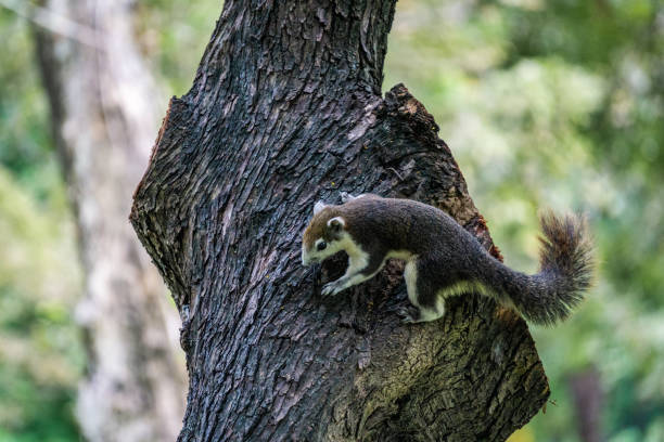 istock Finlayson's squirrel out in the wild 1073593338